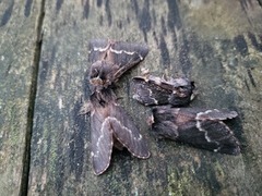 Høstspinner (Poecilocampa populi)