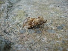 Tyrihjelmfly (Polychrysia moneta)