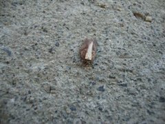 Seljeflatvikler (Acleris hastiana)