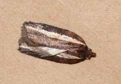 Seljeflatvikler (Acleris hastiana)