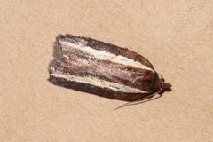 Seljeflatvikler (Acleris hastiana)