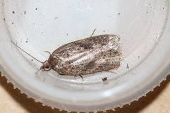 Kystflatvikler (Acleris hyemana)