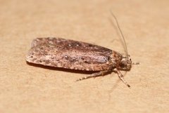 Agonopterix ciliella/heracliana