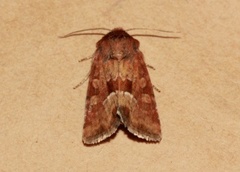 Rødgult engfly (Oligia fasciuncula)