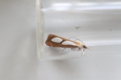 Toflekket nebbmott (Catoptria pinella)