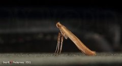 Caloptilia betulicola/elongella