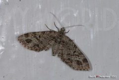 Strekdvergmåler (Eupithecia exiguata)