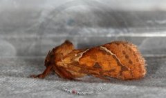 Rød roteter (Triodia sylvina)