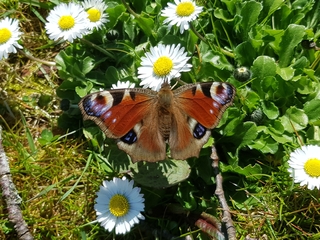 Dagpåfugløye (Aglais io)