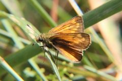 Engsmyger (Ochlodes sylvanus)