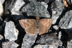 Tiriltungesmyger (Erynnis tages)