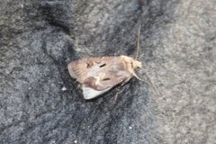 Åkerjordfly (Agrotis exclamationis)