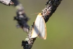 Toprikket lavspinner (Cybosia mesomella)