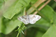 Grå mauremåler (Epirrhoe alternata)