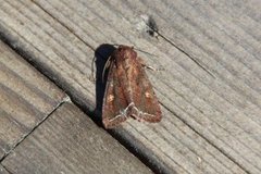 Hagelundfly (Lacanobia oleracea)