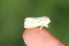 Punkttigerspinner (Spilosoma lubricipeda)