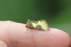 Mindre båndmetallfly (Diachrysia stenochrysis)