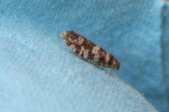 Stripet grankveldvikler (Epinotia tedella)