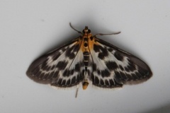 Nesleengmott (Anania hortulata)