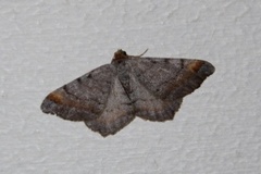 Furubuemåler (Macaria liturata)