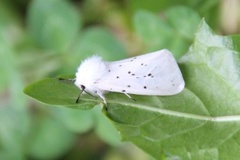 Punkttigerspinner (Spilosoma lubricipeda)