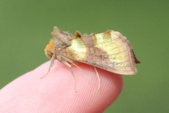 Større båndmetallfly (Diachrysia chrysitis)