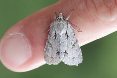 Psikveldfly (Acronicta psi)