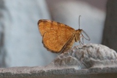 Brun buemåler (Macaria brunneata)