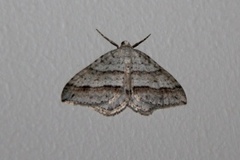 Linjelundmåler (Mesotype parallelolineata)