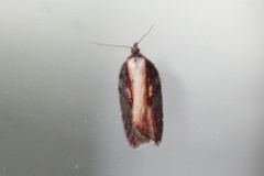 Seljeflatvikler (Acleris hastiana)