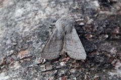 Brunbåndseljefly (Orthosia opima)