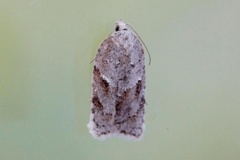 Hvit flatvikler (Acleris logiana)