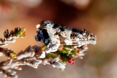 Røsslyngsigdvikler (Ancylis unguicella)