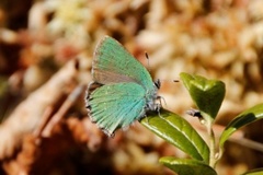 Grønnstjertvinge (Callophrys rubi)