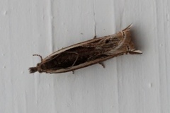 Stripesigdvikler (Ancylis apicella)