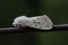 Punkttigerspinner (Spilosoma lubricipeda)