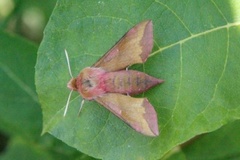 Liten snabelsvermer (Deilephila porcellus)