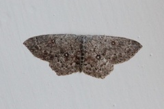 Seljeløvmåler (Cyclophora pendularia)