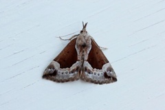 Blåbærnebbfly (Hypena crassalis)