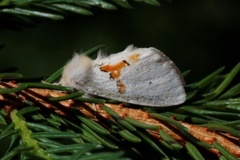 Hvit tannspinner (Leucodonta bicoloria)