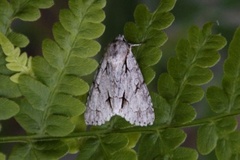 Psikveldfly (Acronicta psi)