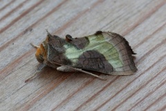 Mindre båndmetallfly (Diachrysia stenochrysis)