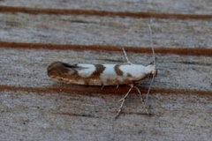 Argyresthia sorbiella