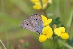 Sølvblåvinge (Polyommatus amandus)