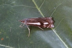 Svart nebbmott (Crambus heringiellus)