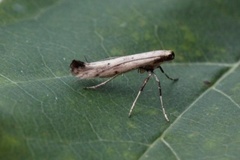 Caloptilia populetorum