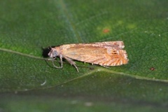 Perikumvikler (Lathronympha strigana)