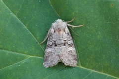 Rotstrekvierfly (Brachylomia viminalis)