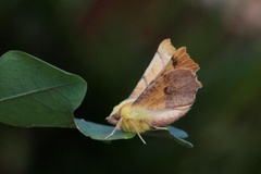 Oreflikmåler (Ennomos alniaria)