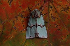 Grønnbåndet rotfly (Staurophora celsia)